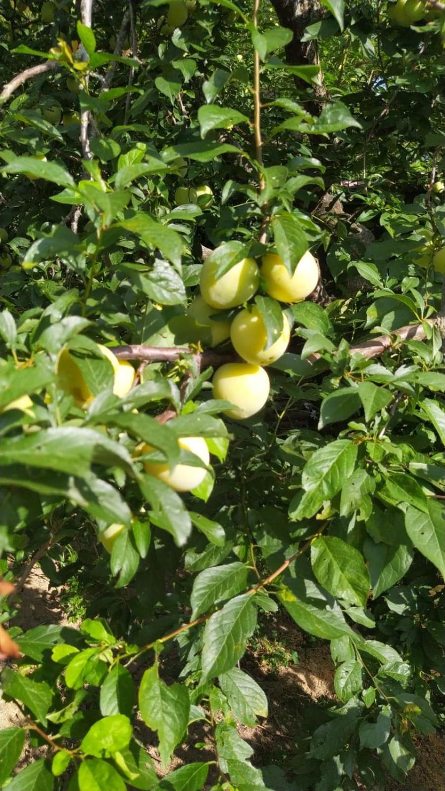 Azienda Agricola Biologica La Cardellina Tolfa Esterno foto