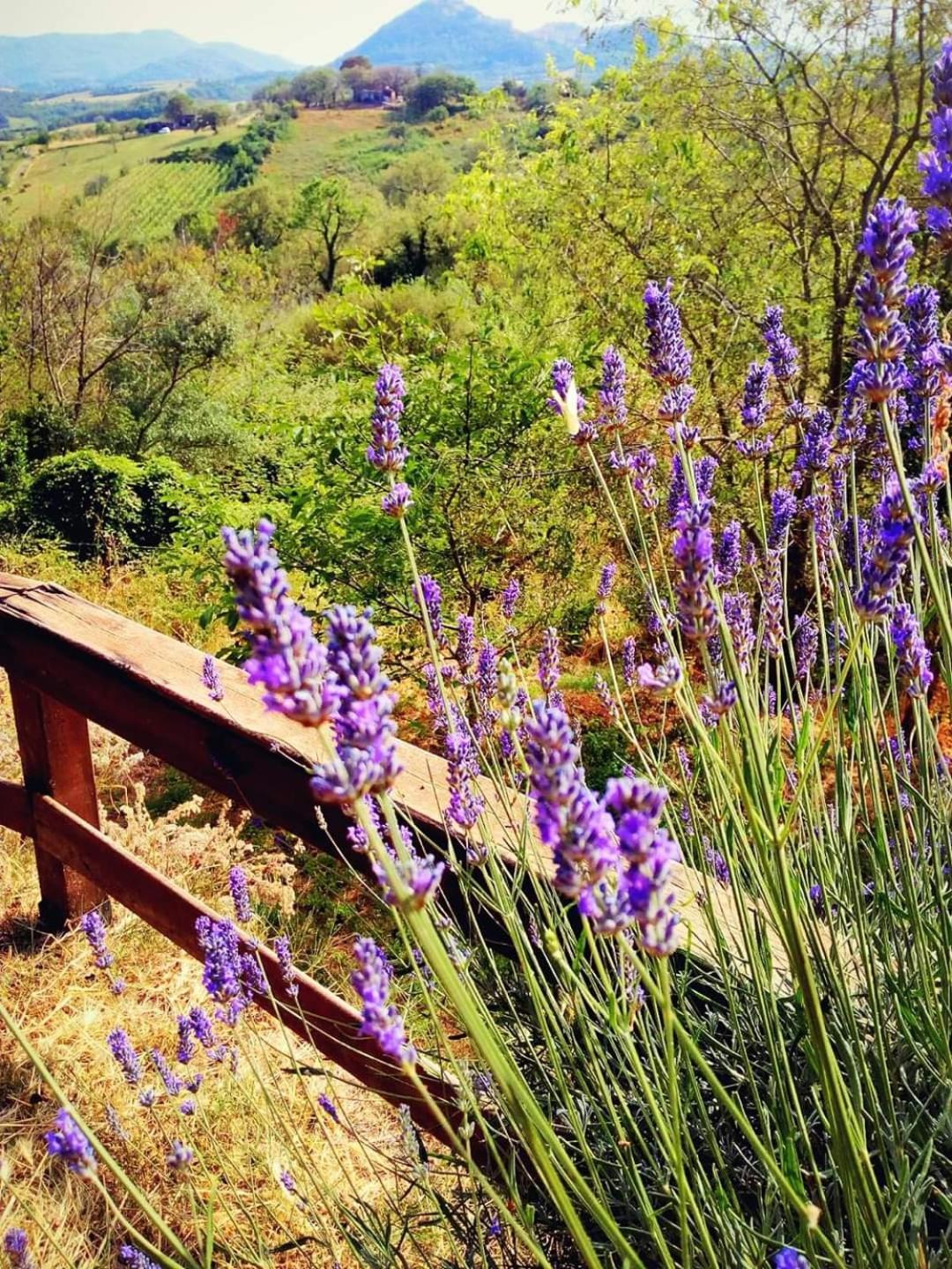 Azienda Agricola Biologica La Cardellina Tolfa Esterno foto