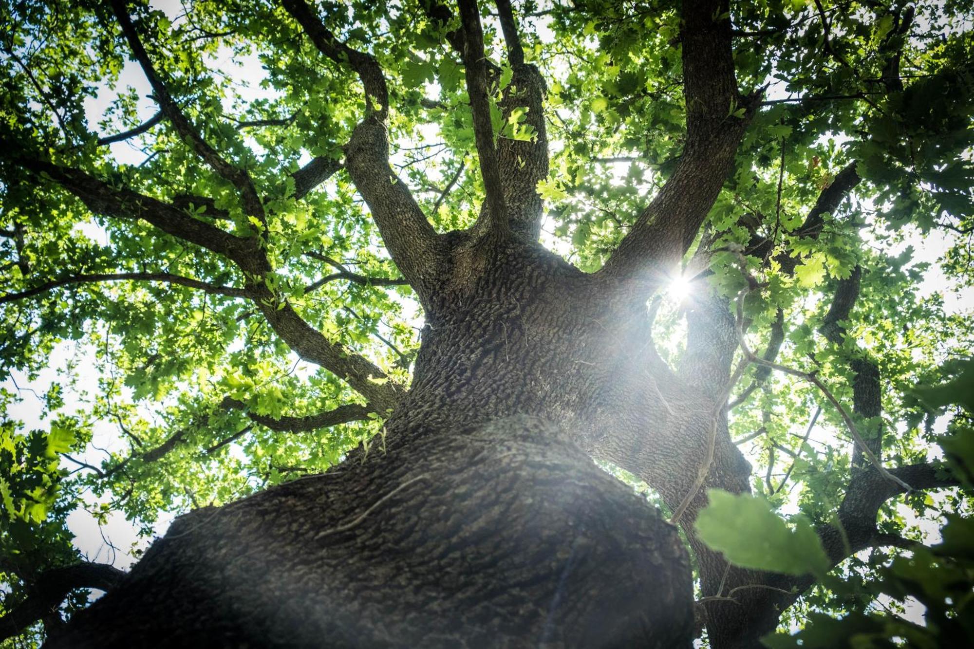 Azienda Agricola Biologica La Cardellina Tolfa Esterno foto