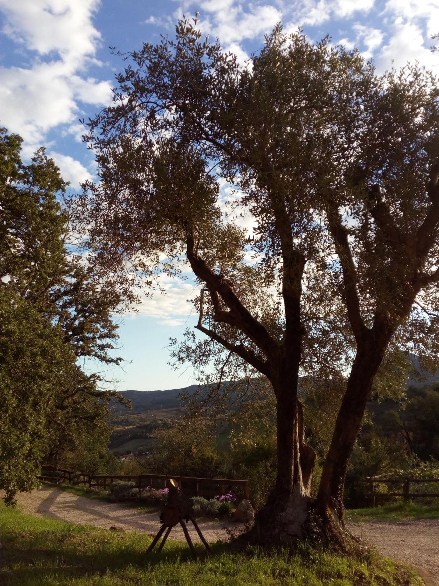 Azienda Agricola Biologica La Cardellina Tolfa Esterno foto