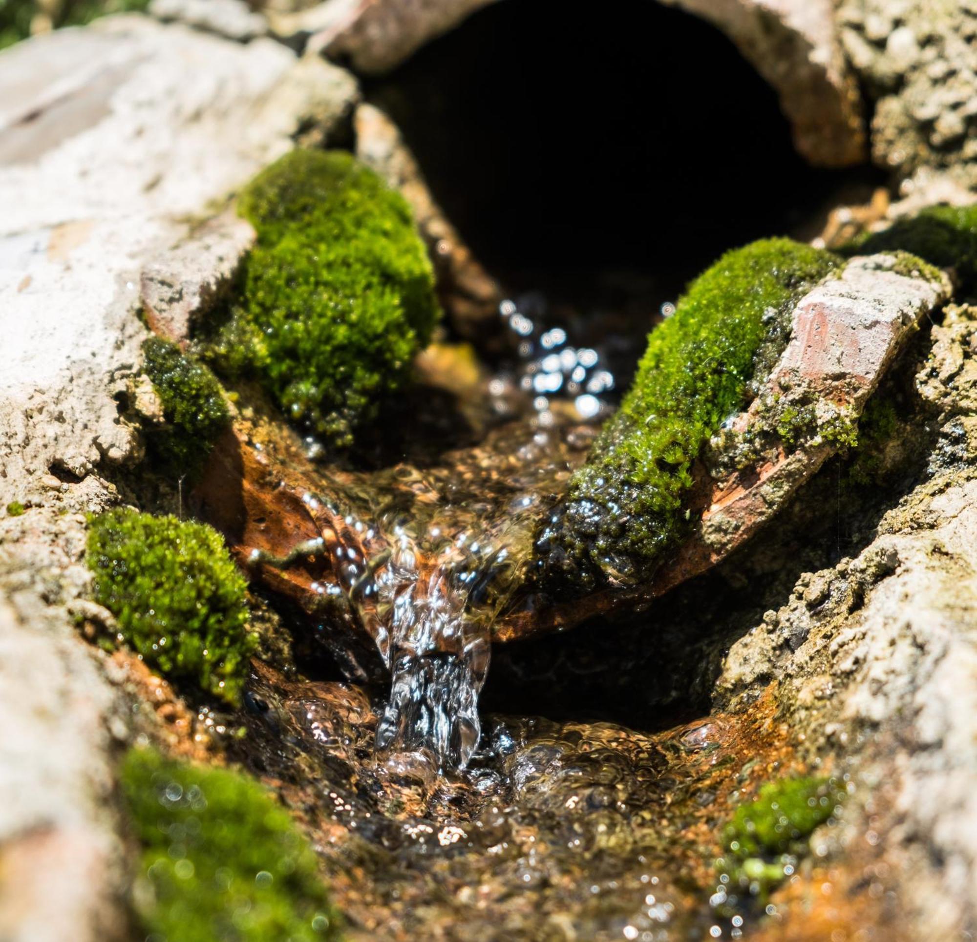 Azienda Agricola Biologica La Cardellina Tolfa Esterno foto
